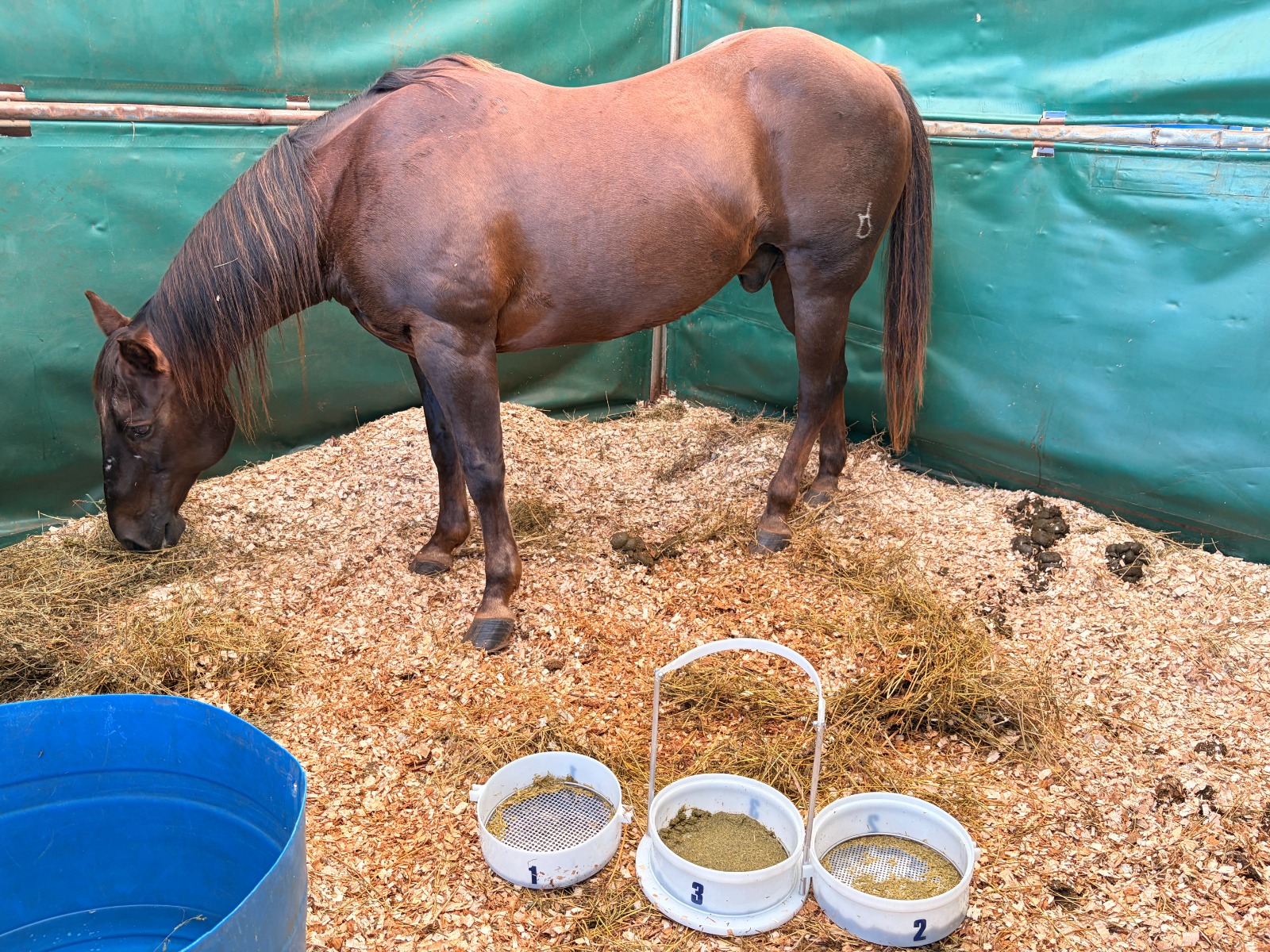 Nova ferramenta de avaliação nutricional de equinos promove economia e bem-estar