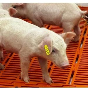 Primeiro clone suíno da América Latina nasce em unidade da Secretaria de Agricultura de SP