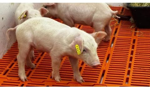 Primeiro clone suíno da América Latina nasce em unidade da Secretaria de Agricultura de SP