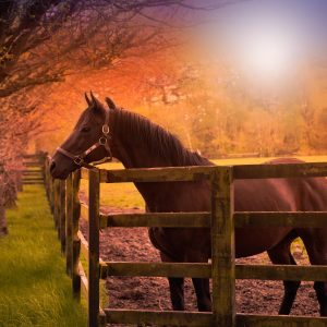 Retorno às pistas exige estratégia e atenção para garantir saúde e performance dos cavalos atletas