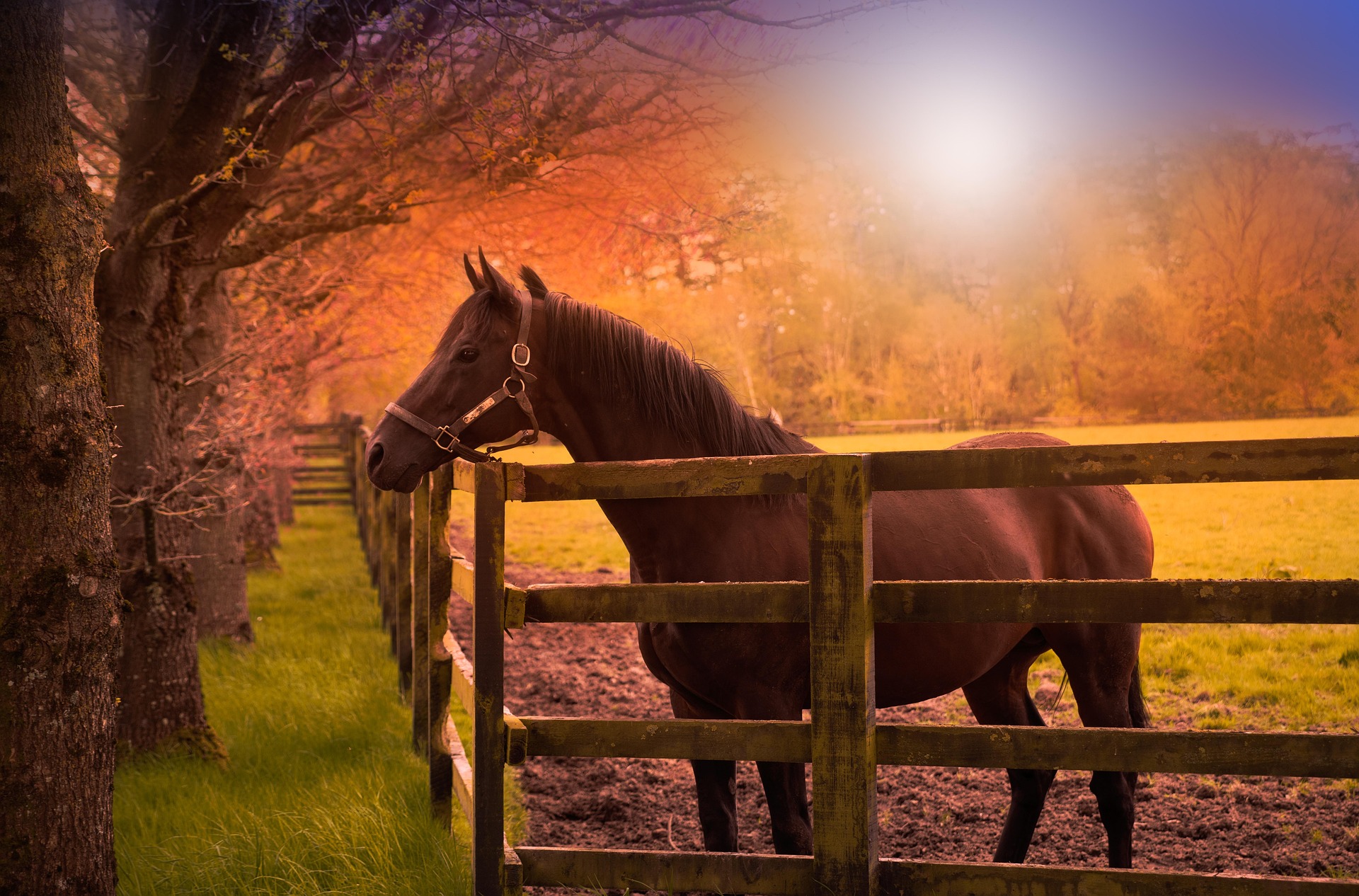 Retorno às pistas exige estratégia e atenção para garantir saúde e performance dos cavalos atletas