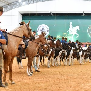 23ª Exposição Brasileira do Cavalo Mangalarga movimenta Itapetinga em maio