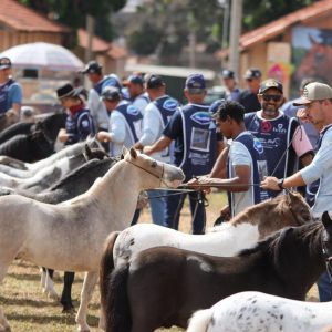 40ª Exposição Nacional do Cavalo Pônei bate recorde de inscrições e movimenta Tatuí no fim de maio