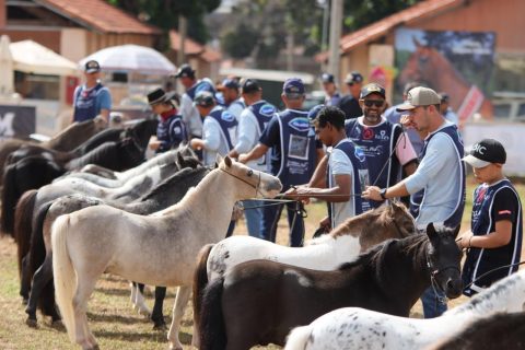 40ª Exposição Nacional do Cavalo Pônei bate recorde de inscrições e movimenta Tatuí no fim de maio