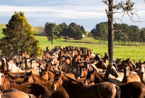 Ampliação de modalidades impulsiona mercado do cavalo Crioulo