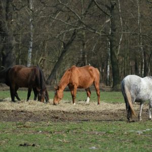 Atualização obrigatória de rebanhos em São Paulo inclui cavalos e impacta trânsito dos animais