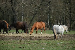Atualização obrigatória de rebanhos em São Paulo inclui cavalos e impacta trânsito dos animais