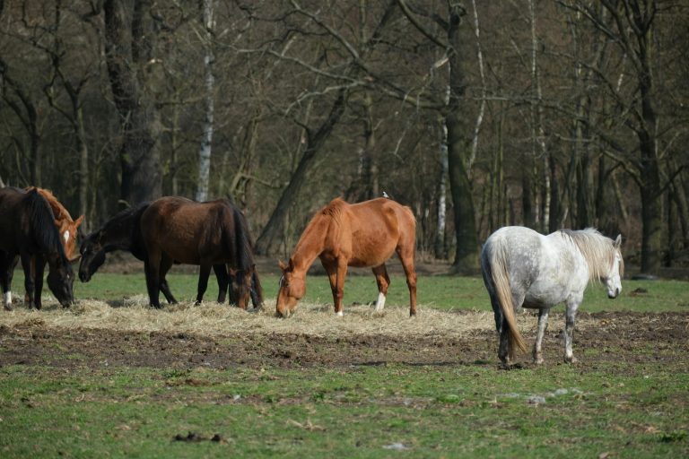 Atualização obrigatória de rebanhos em São Paulo inclui cavalos e impacta trânsito dos animais
