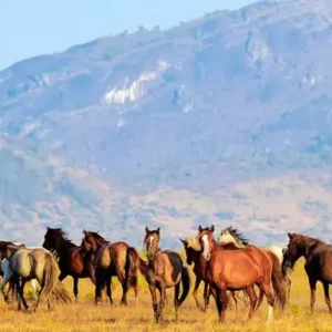 Cavalos selvagens vivem livres no Brasil há séculos e ajudam a preservar uma história pouco conhecida