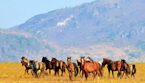 Cavalos selvagens vivem livres no Brasil há séculos e ajudam a preservar uma história pouco conhecida