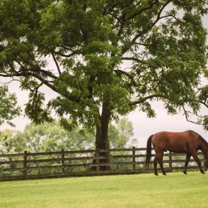 Encefalites em equinos exigem prevenção constante e reforçam importância da vacinação no esporte equestre