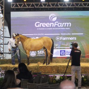 GreenFarm 2026 destaca genética de elite do Quarto de Milha em leilões durante feira em Cuiabá
