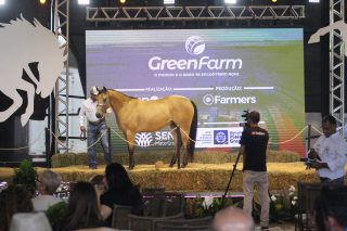 GreenFarm 2026 destaca genética de elite do Quarto de Milha em leilões durante feira em Cuiabá