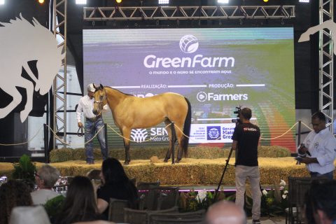 GreenFarm 2026 destaca genética de elite do Quarto de Milha em leilões durante feira em Cuiabá