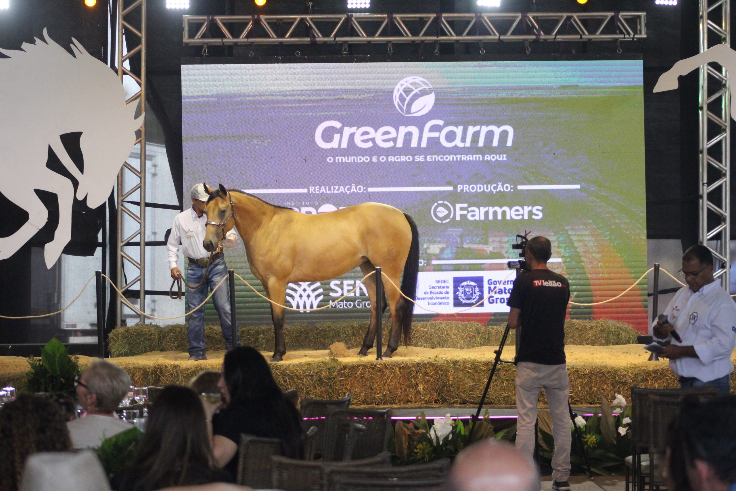 GreenFarm 2026 destaca genética de elite do Quarto de Milha em leilões durante feira em Cuiabá