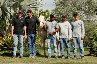 Haras Criola celebra quase três décadas de história em seu primeiro leilão oficial