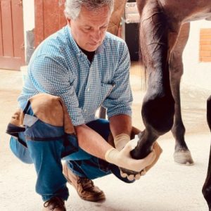 Preparação de cavalos de corrida é determinante para resultados nas pistas