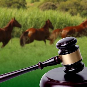 STF reforça constitucionalidade dos esportes equestres e amplia segurança jurídica para o setor no Brasil