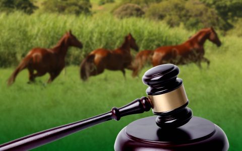 STF reforça constitucionalidade dos esportes equestres e amplia segurança jurídica para o setor no Brasil