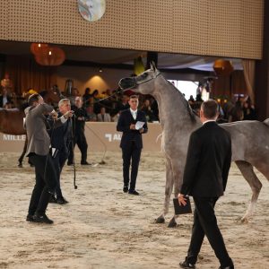 45ª Exposição Nacional do Cavalo Árabe abre inscrições para principal vitrine da raça no Brasil