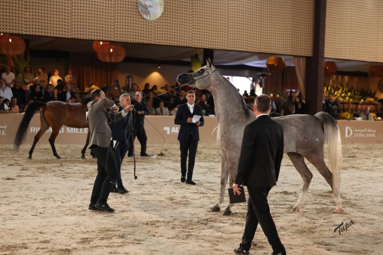 45ª Exposição Nacional do Cavalo Árabe abre inscrições para principal vitrine da raça no Brasil