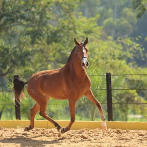 6º Leilão Genética de Campeões do Cavalo Lusitano reúne animais montados, genética de elite e coberturas internacionais