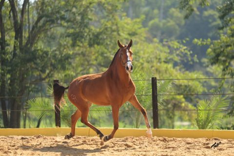 6º Leilão Genética de Campeões do Cavalo Lusitano reúne animais montados, genética de elite e coberturas internacionais