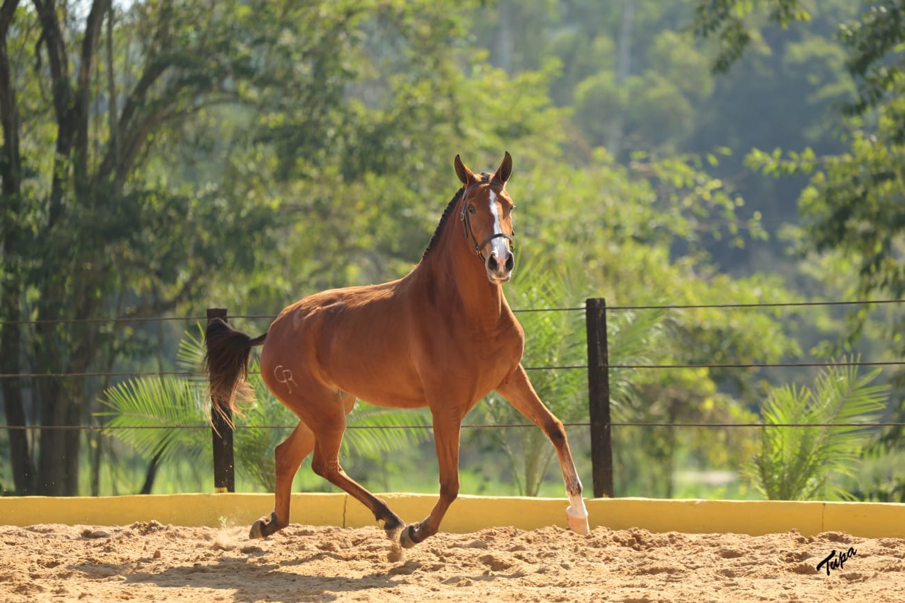 6º Leilão Genética de Campeões do Cavalo Lusitano reúne animais montados, genética de elite e coberturas internacionais