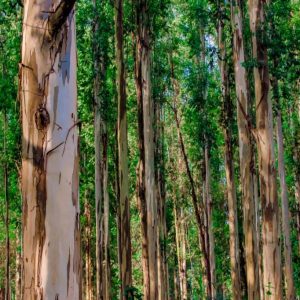 Expansão do eucalipto em São Paulo reforça benefícios para a produção animal e o agro