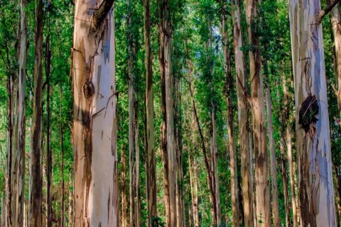 Expansão do eucalipto em São Paulo reforça benefícios para a produção animal e o agro