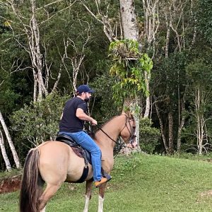 TropaScore lança Genis, primeira IA brasileira de avaliação de cavalos