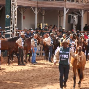 43ª Exposição Nacional do Cavalo Mangalarga Marchador reúne 1.639 animais e 552 expositores em Belo Horizonte