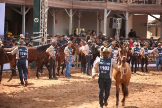 43ª Exposição Nacional do Cavalo Mangalarga Marchador reúne 1.639 animais e 552 expositores em Belo Horizonte