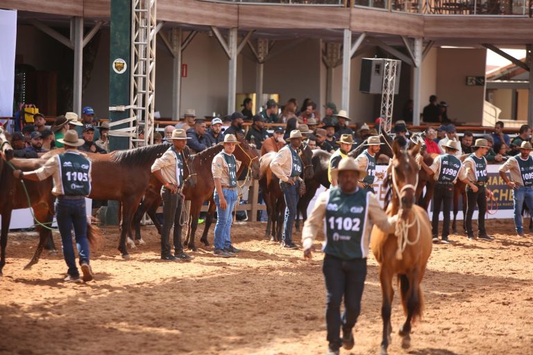 43ª Exposição Nacional do Cavalo Mangalarga Marchador reúne 1.639 animais e 552 expositores em Belo Horizonte