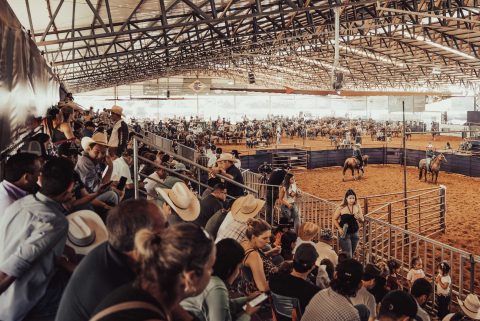 49º Campeonato Nacional do Quarto de Milha começa em Araçatuba com disputas de Rédeas e Working Cow Horse