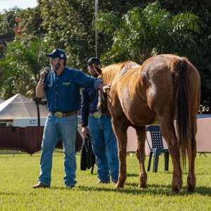 ABQM promove Workshop sobre a raça Quarto de Milha para participantes do Equo Quali PM durante o Campeonato Nacional
