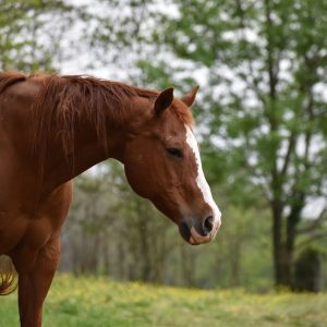 AQHA muda regras de registro a partir de 2029; entenda o impacto para criadores brasileiros