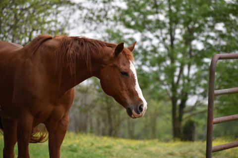 AQHA muda regras de registro a partir de 2029; entenda o impacto para criadores brasileiros