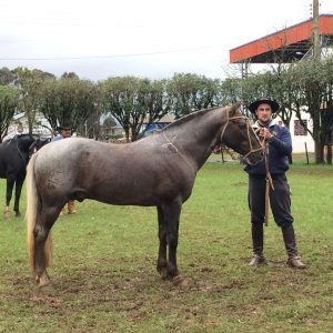 Cavalo Campeiro: o Marchador das Araucárias e a história de uma raça construída pela lida, pela família e pela preservação