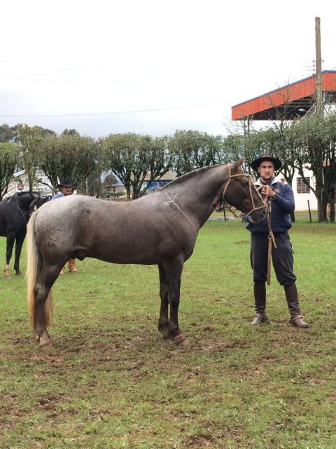 Cavalo Campeiro: o Marchador das Araucárias e a história de uma raça construída pela lida, pela família e pela preservação