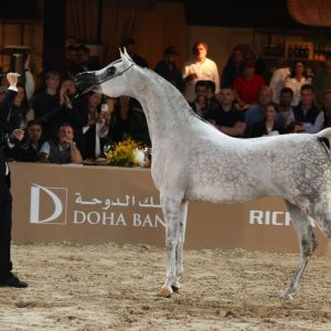 Exposição Nacional do Cavalo Árabe impulsiona negócios e genética da raça
