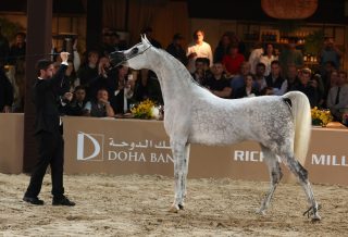 Exposição Nacional do Cavalo Árabe impulsiona negócios e genética da raça