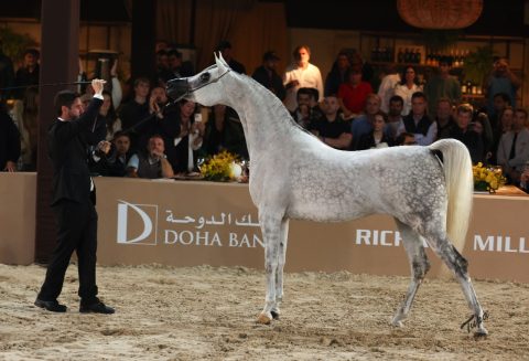 Exposição Nacional do Cavalo Árabe impulsiona negócios e genética da raça