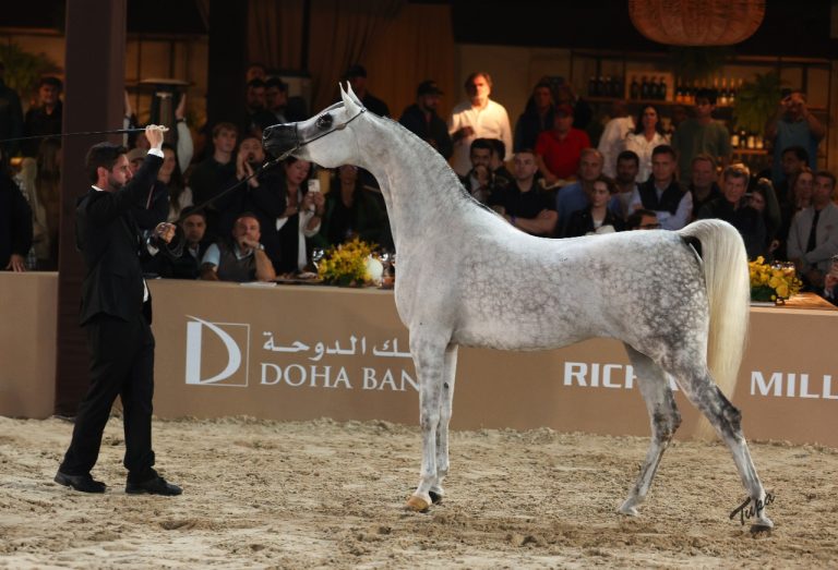 Exposição Nacional do Cavalo Árabe impulsiona negócios e genética da raça