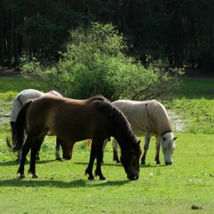 Foco de raiva em cavalo torna vacinação obrigatória em seis municípios de Pernambuco