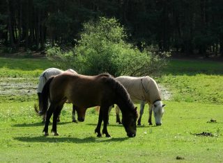 Foco de raiva em cavalo torna vacinação obrigatória em seis municípios de Pernambuco