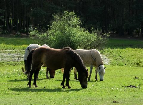 Foco de raiva em cavalo torna vacinação obrigatória em seis municípios de Pernambuco