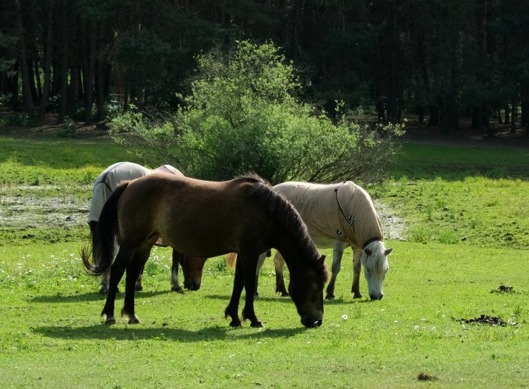 Foco de raiva em cavalo torna vacinação obrigatória em seis municípios de Pernambuco