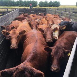Mercado de bovinos e cavalos Crioulos registra alta nas vendas e nos preços em 2026