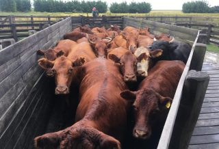 Mercado de bovinos e cavalos Crioulos registra alta nas vendas e nos preços em 2026